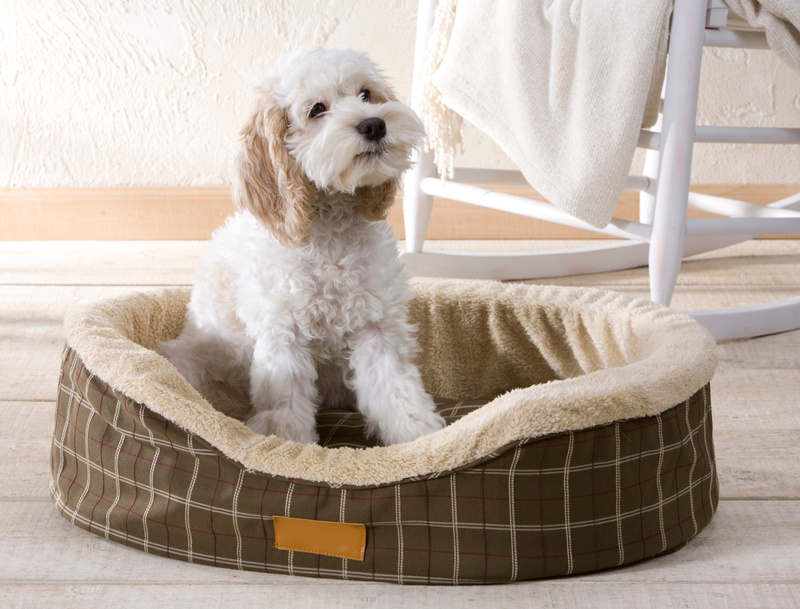 Cute puppy in dog bed